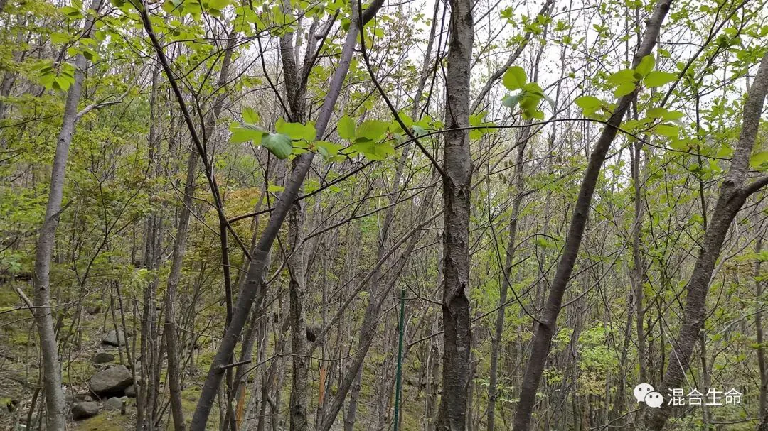 密植的细瘦树干林地,枝头刚冒出稀疏新绿嫩叶,地面散落石块。