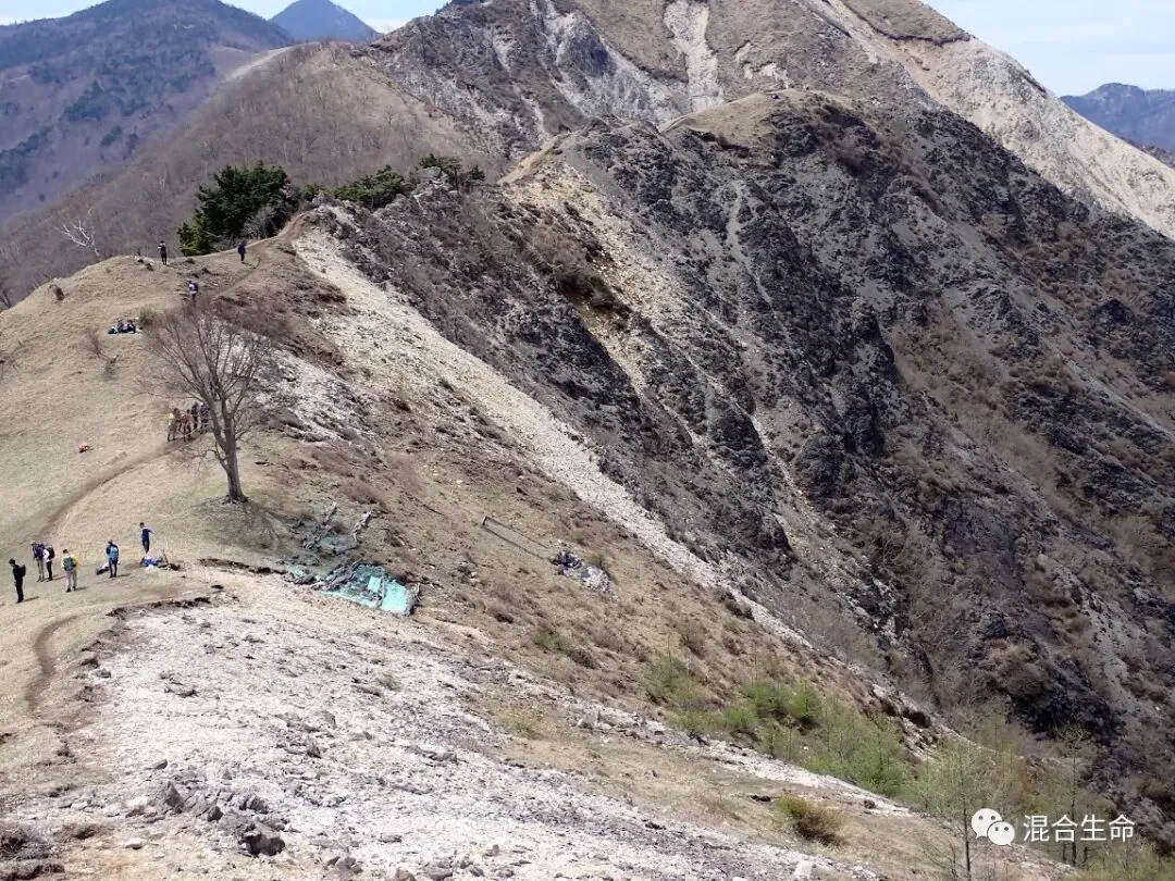 裸露岩石嶙峋的山脊上,几位志愿者围站在一棵孤零零的落叶乔木旁,山体大片呈灰白与暗黑相间的荒芜地貌。