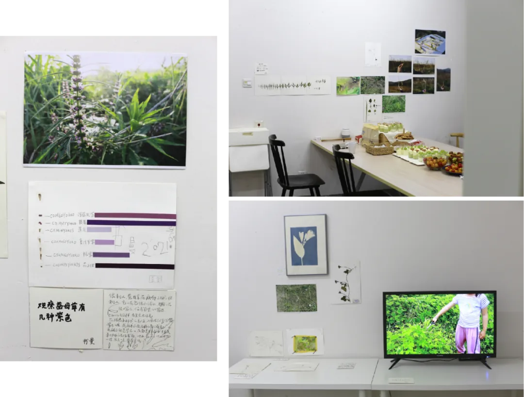展览布置照片:左侧展板展示益母草植株照片、紫色系对比条形图及手写标题;右侧展厅墙上挂着风景照片和标本,桌上摆放果蔬,另一角落挂着蓝晒画作并配一台播放田野影像的电视屏幕。
