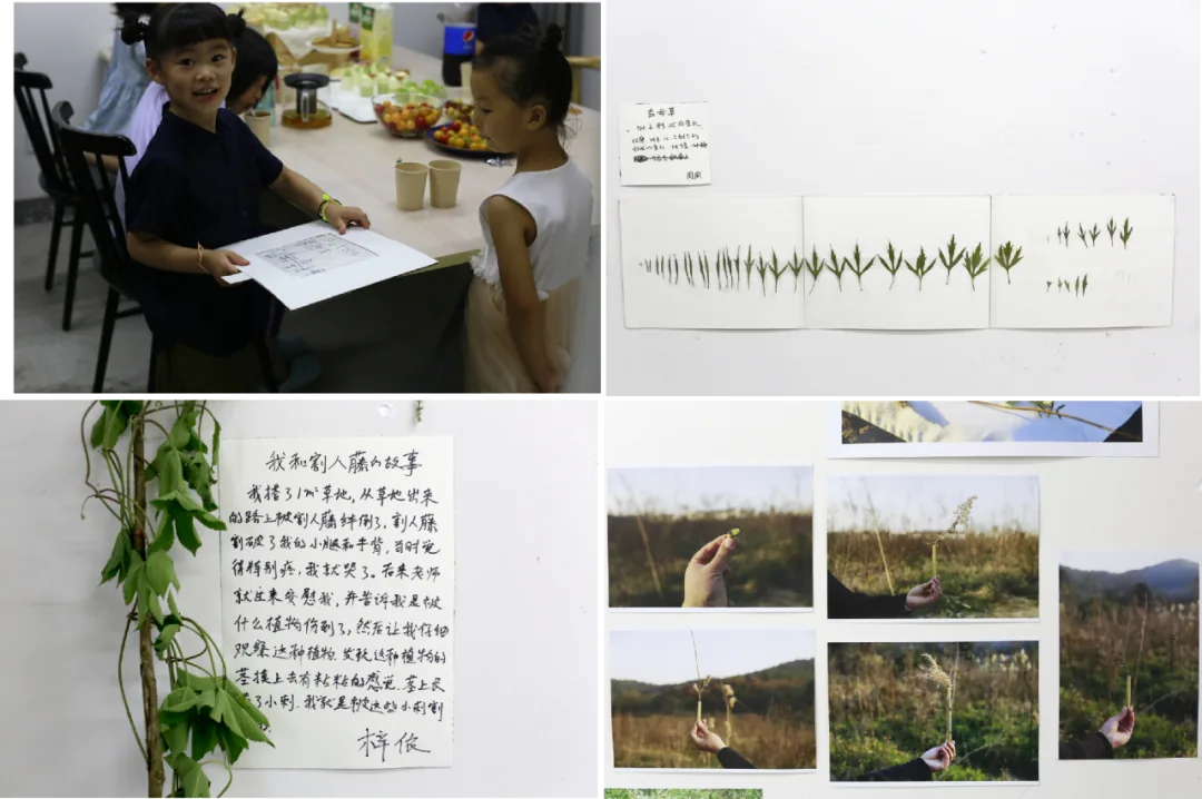 四宫格展览照片:孩子举着图纸向同伴展示,身后是零食桌;三组按生长阶段排列的压制禾本科植物标本,配一张字迹模糊的说明卡;一篇手写文章配真实藤蔓压花,署名'梓依';多张手持植物茎秆的野外照片拼贴。