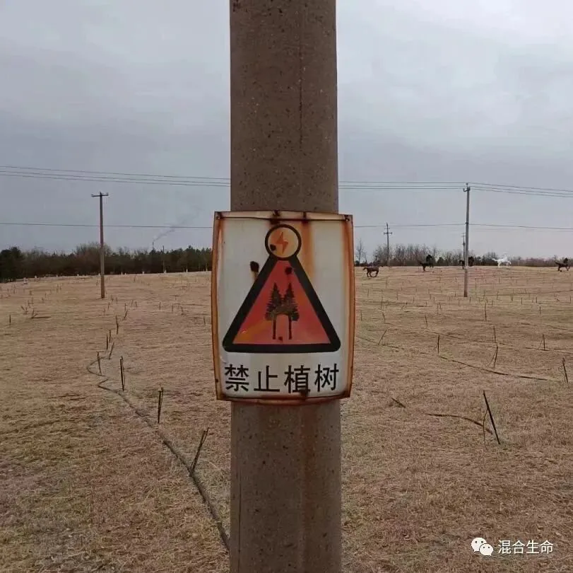 田野中一根电线杆上钉着“禁止植树”警示牌,图案为闪电击中树木的红色警告三角,背景枯草地里立着输电线杆,几匹马在远处吃草。