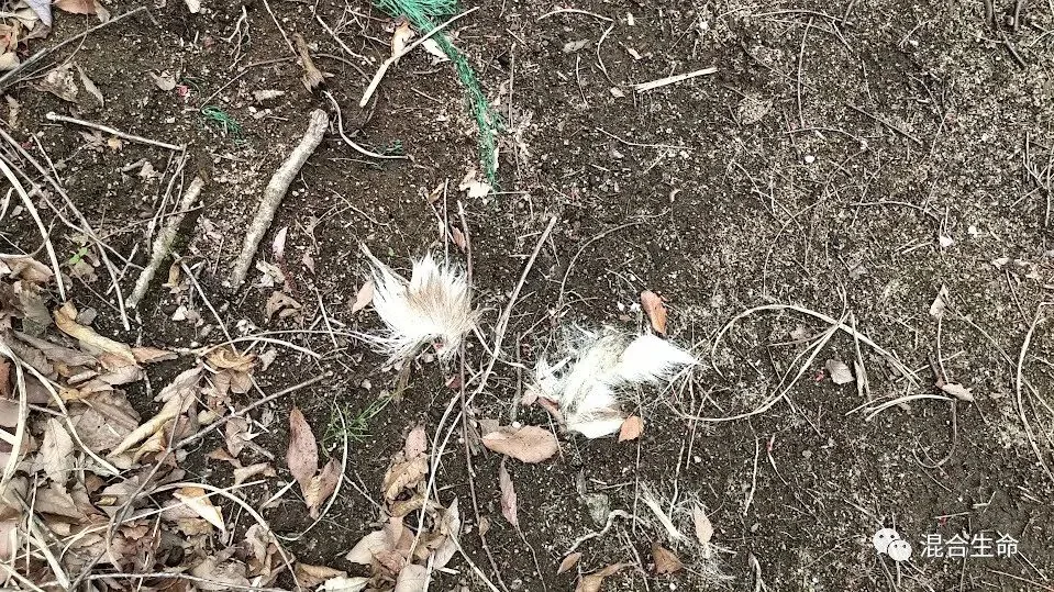 裸露泥地特写,散落枯叶和细枝间有几簇白色鹿毛,一旁有一段绿色细绳。