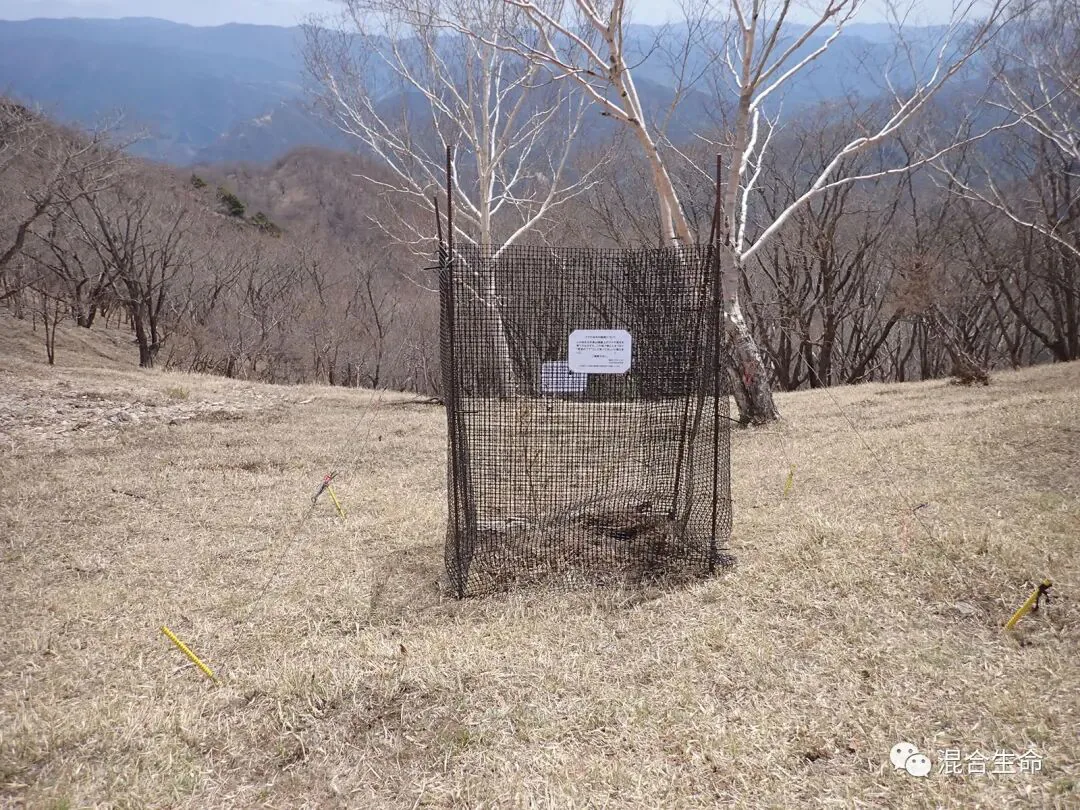 枯黄草地上立着一个黑色方形防护网,网上贴有一张说明标签,里面隐约可见一株矮小的幼苗,背景是光秃的树木和远山。