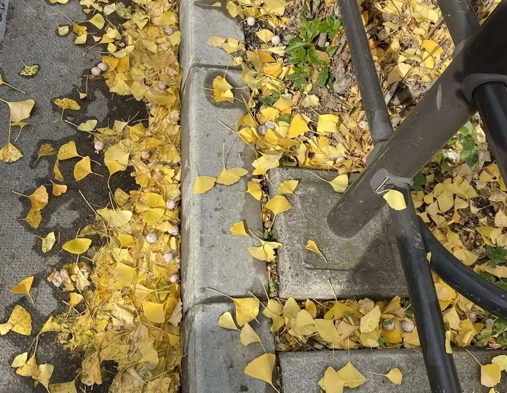 人行道路缘石与排水沟旁散落大量枯黄的银杏叶,缝隙间还有银杏果,一旁立着黑色金属护栏。