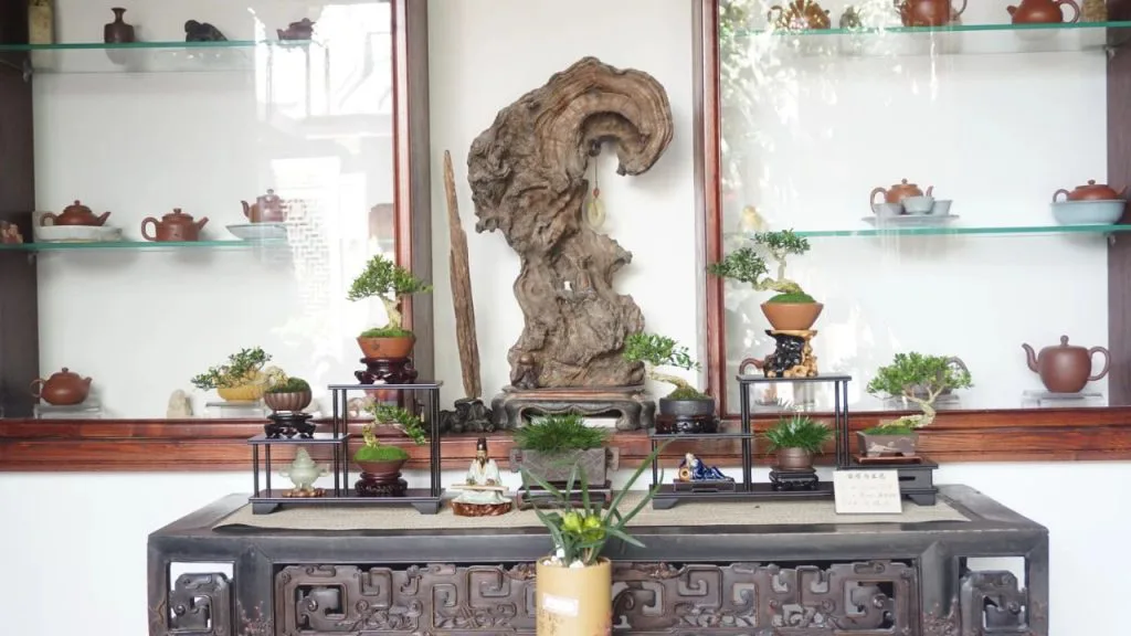 一张古旧木案上摆放着一排大小不一的小盆栽,中央立着一座造型盘曲的枯木根雕,两侧玻璃展架上陈列着成套茶壶茶具。