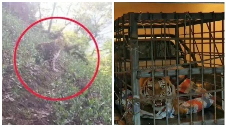 左侧照片中一只小豹子被红圈标出,隐没在山坡草丛间;右侧照片中一只东北虎被关在铁笼陷阱里,龇牙咆哮。