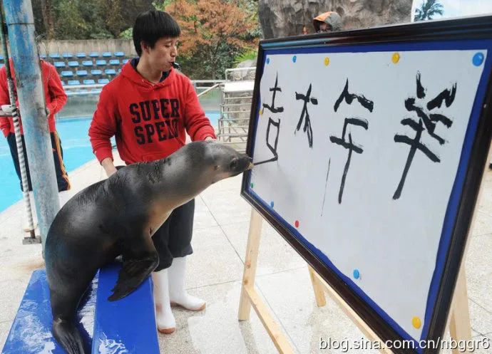 泳池边,一头海狮用嘴叼着画笔,在训练员协助下于白板上写字,训练员身穿红色卫衣站在一旁。