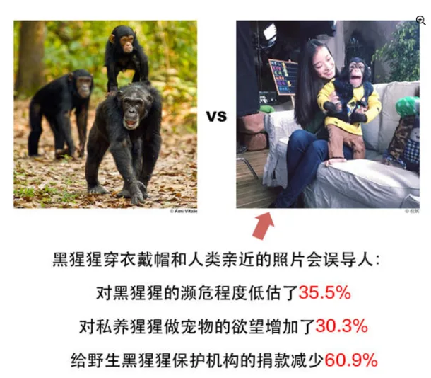 对比图:左侧是森林中行走的野生黑猩猩群,右侧是一名女性怀抱穿着黄色衣服的黑猩猩,中间以VS和箭头连接;下方文字写道,黑猩猩穿衣戴帽和人类亲近的照片会误导人,对黑猩猩的濒危程度低估了35.5%,对私养猩猩做宠物的欲望增加了30.3%,给野生黑猩猩保护机构的捐款减少60.9%。