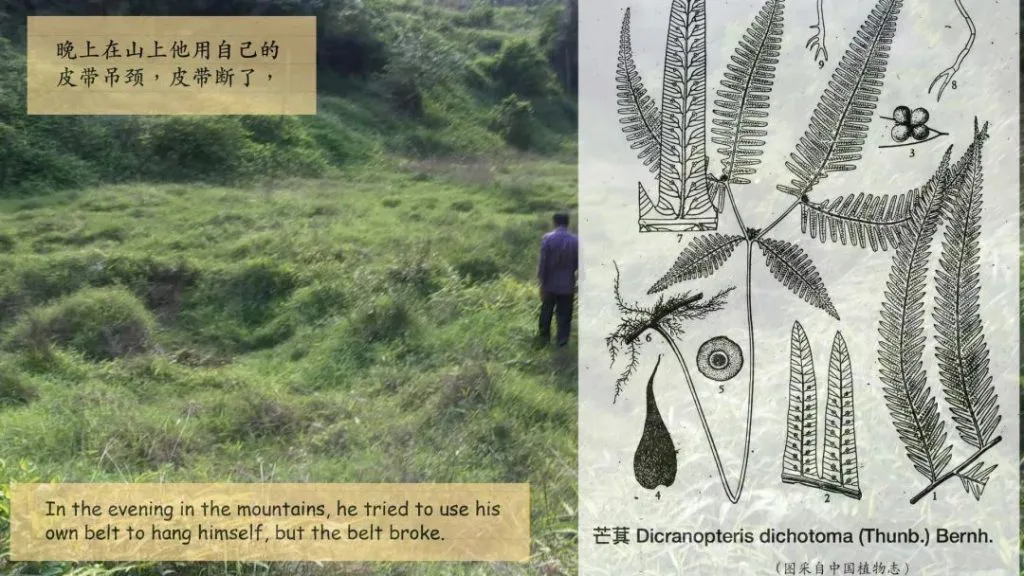 画面分为两半,左侧是长满杂草的山坡,一人站立其间,叠加文字写道「晚上在山上他用自己的皮带吊颈,皮带断了,」及对应英文翻译;右侧是芒萁蕨类植物的科学绘图,标注各部位结构与拉丁学名