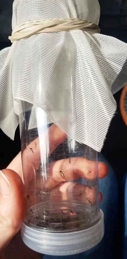 手持透明塑料筒,筒口用白色网布扎紧并用皮筋固定,筒内可见多只蚊子附着在管壁上