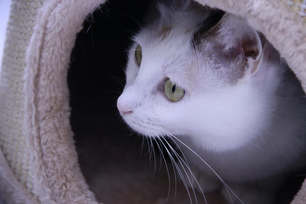 一只灰白花纹、绿眼睛的猫探出头,藏在圆形毛绒猫窝的洞口里,面部特写。