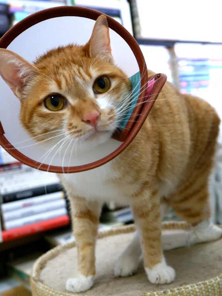 一只橘白色猫戴着伊丽莎白圈项圈,站在猫抓板上望向镜头。