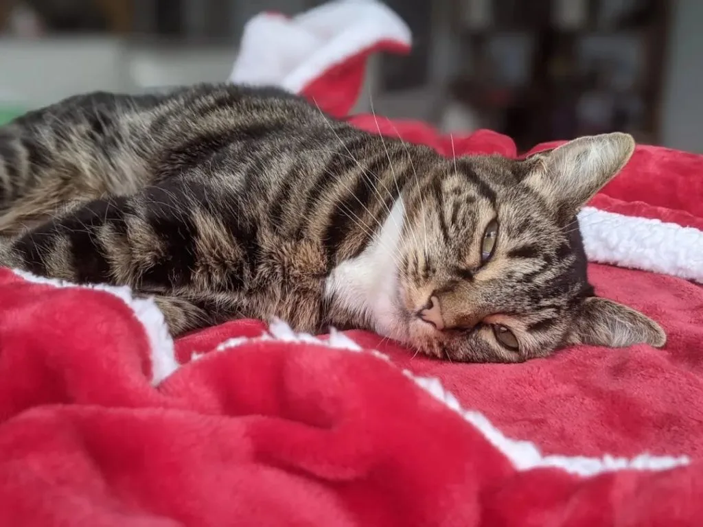 一只虎斑猫侧躺在红色绒毯上,半眯着眼,一副慵懒模样。