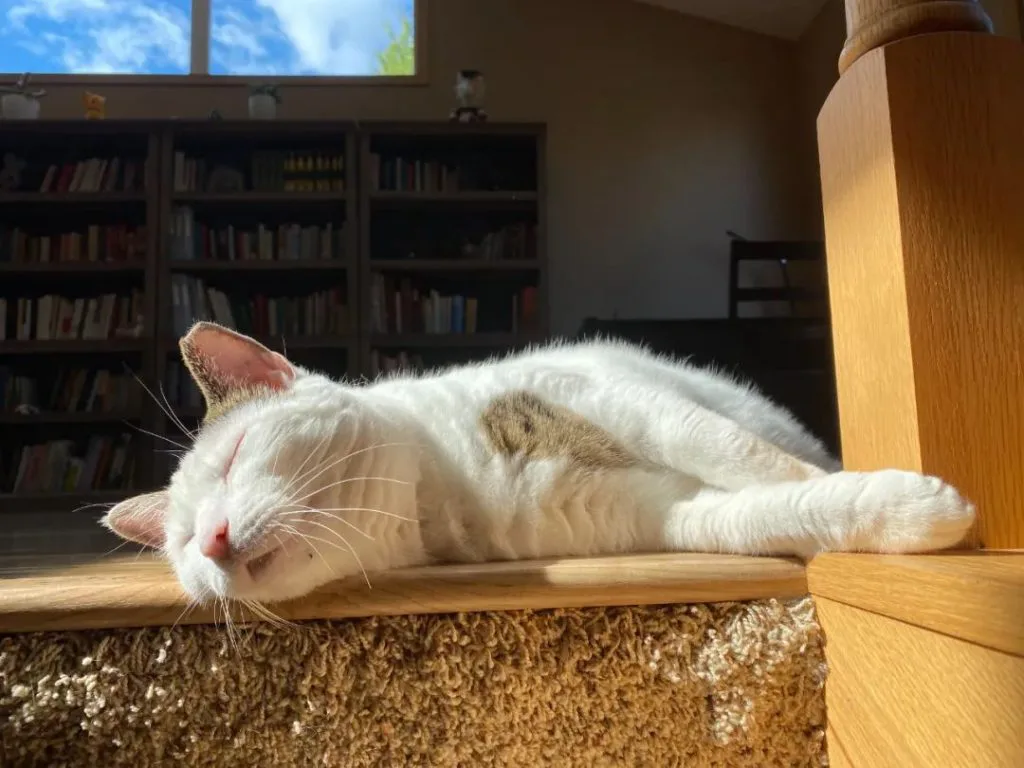 一只白色带浅棕斑纹的猫在阳光下侧躺酣睡,身后是摆满书籍的书架。