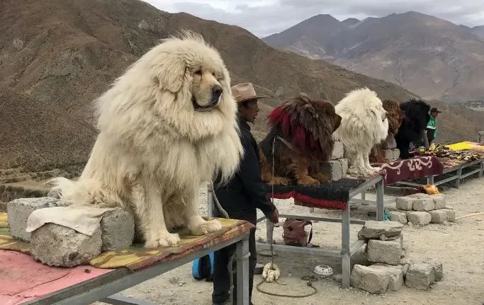 几只毛发蓬松的藏獒被拴在户外的台架上,一名戴牛仔帽的男子站在其中一只旁边,背景是光秃的山地。