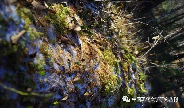 近景特写,树干或地面上覆盖着白绿相间的苔藓与地衣,夹杂着枯叶,阳光在纹理上投下明暗斑驳的光影。