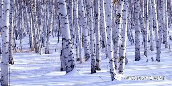 冬季桦树林,成排白桦树干笔直矗立在皑皑积雪中,阳光在雪地上投下树影。