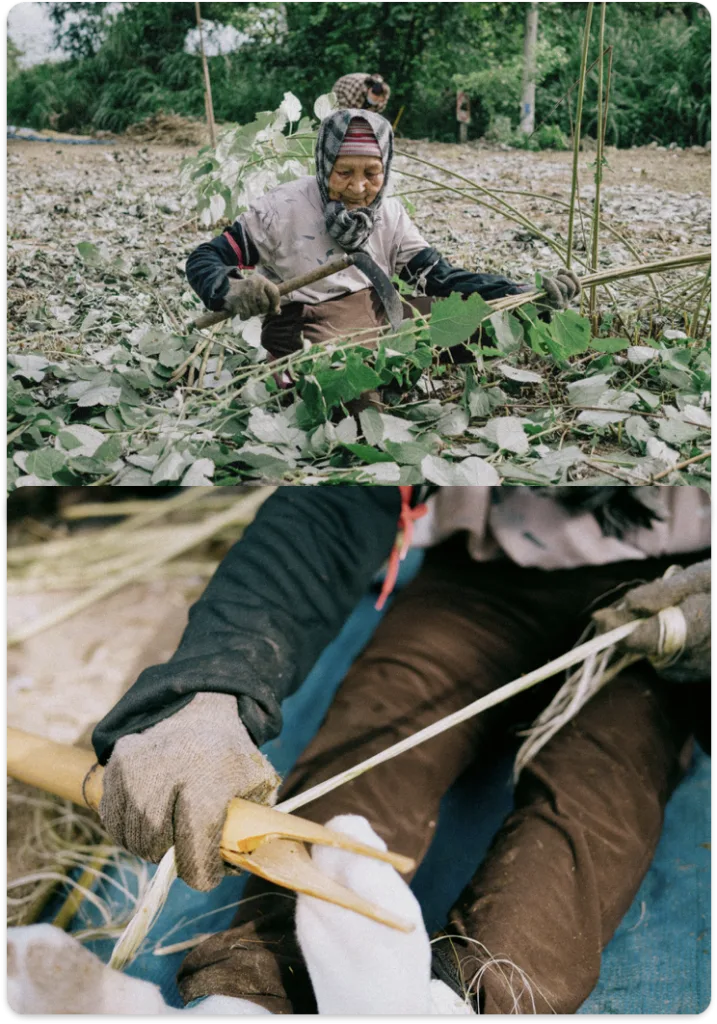 上图一位戴头巾的老年女性蹲在长满藤蔓的地里收割茎叶;下图特写她双手用工具刮取植物茎皮下的白色纤维。
