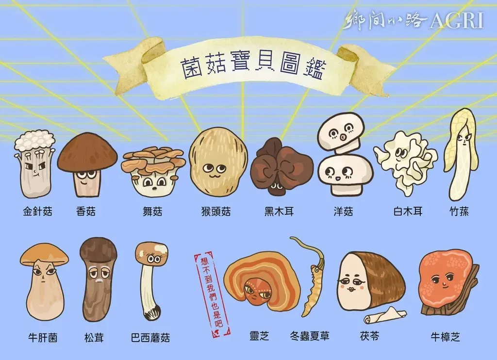 浅蓝底手绘插画,标题「菌菇寶貝圖鑑」,画出15种拟人卡通菌菇形象并逐一标注品名:金针菇、香菇、舞菇、猴头菇、黑木耳、洋菇、白木耳、竹荪、牛肝菌、松茸、巴西蘑菇、灵芝、冬虫夏草、茯苓、牛樟芝,各具卡通表情。