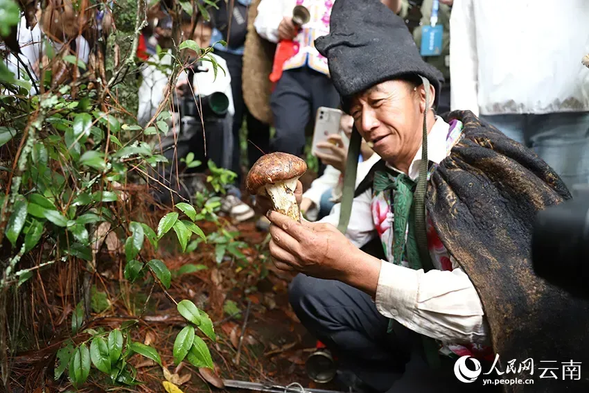 一位戴黑色毡帽、身着传统服饰的彝族毕摩蹲在林间,双手举起刚采下的松茸展示,身后围站多人举手机拍摄。