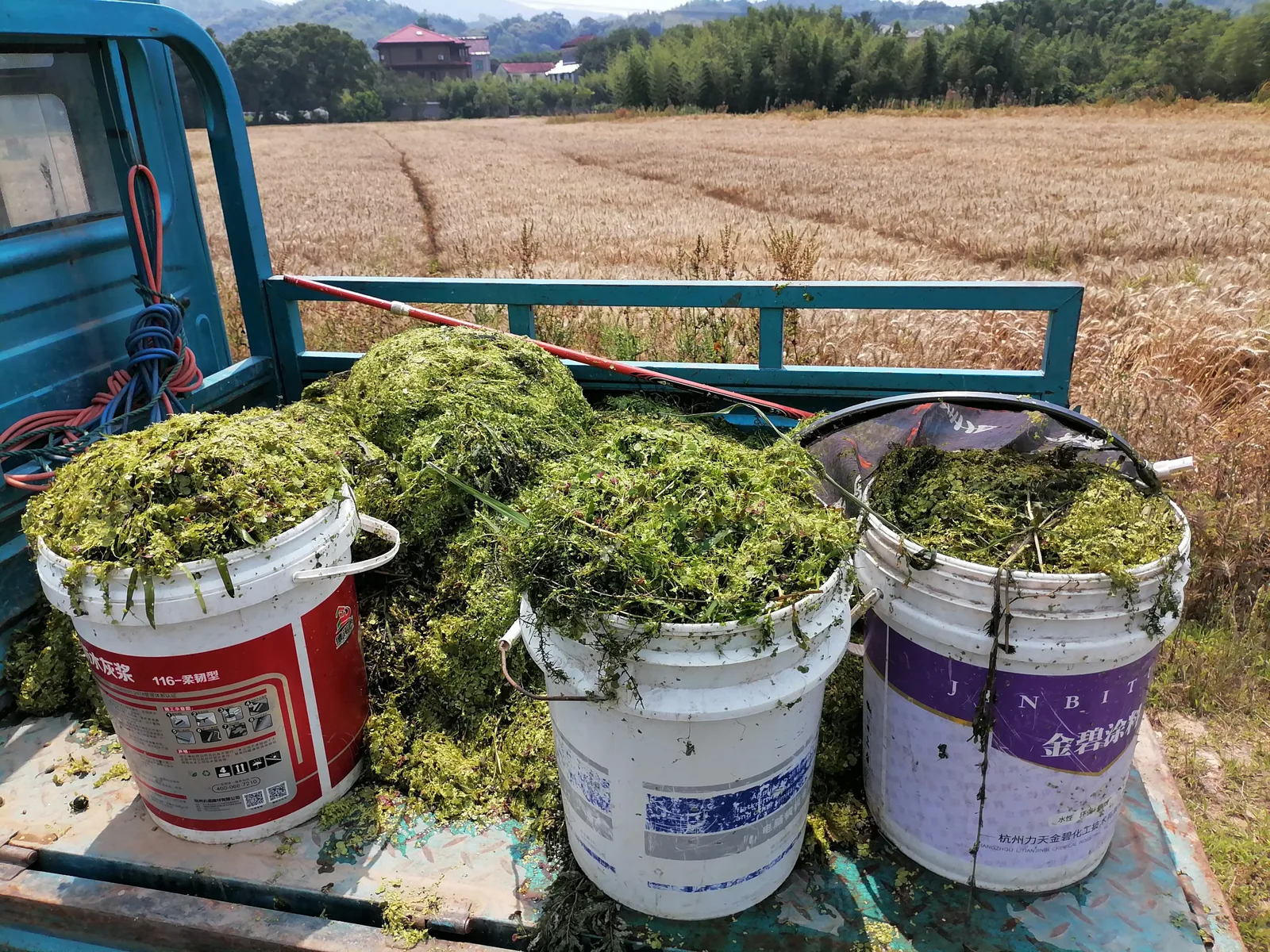 三个塑料桶装满打捞上来的绿色丝状水草,堆放在小货车车斗里,背景是金黄的麦田和山间村庄房屋。