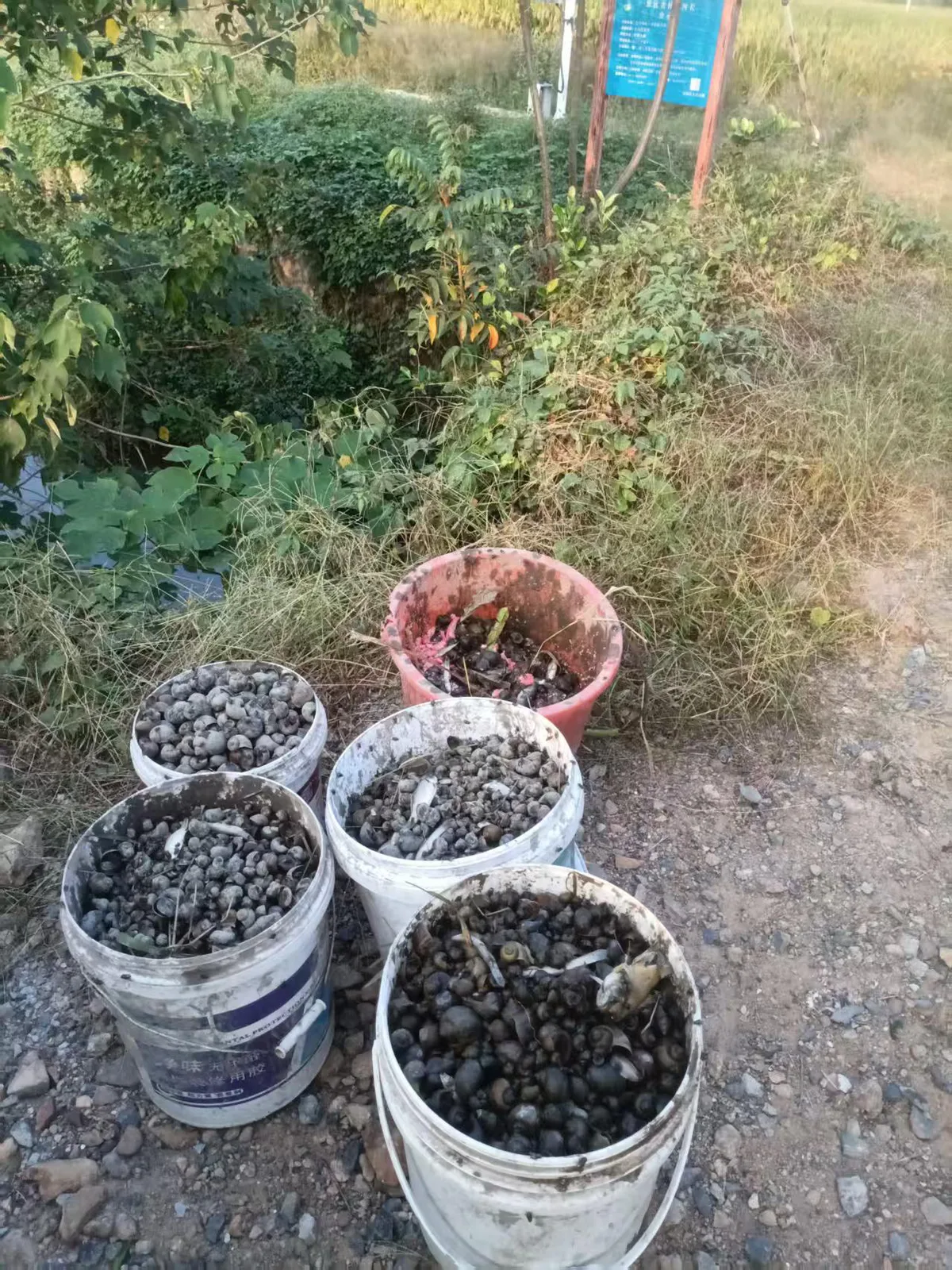 五个塑料桶并排放在路边,桶里装满打捞上来的深色圆形福寿螺,周围是灌木和杂草。