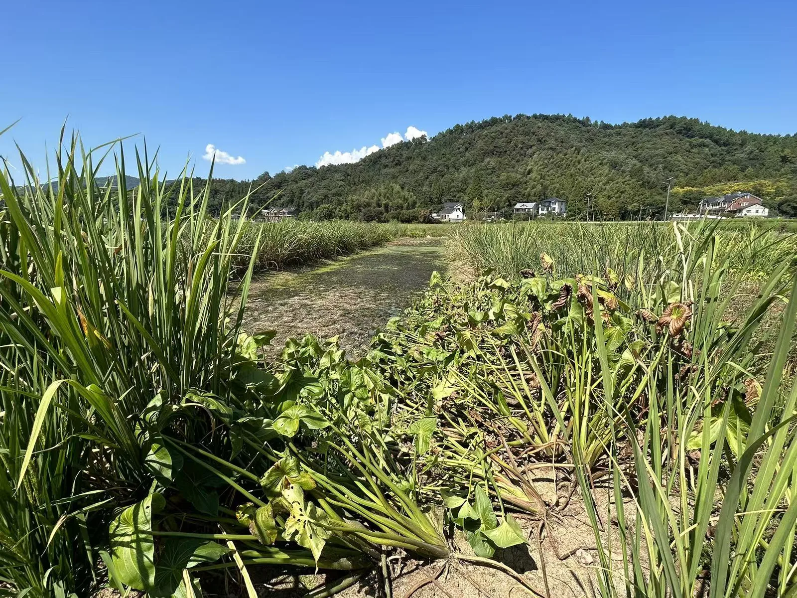 一处已干涸的湿地水塘,水生植物大片枯萎倒伏、裸露出干裂的泥土,周围环绕着高大的杂草,远处是青山与村舍。