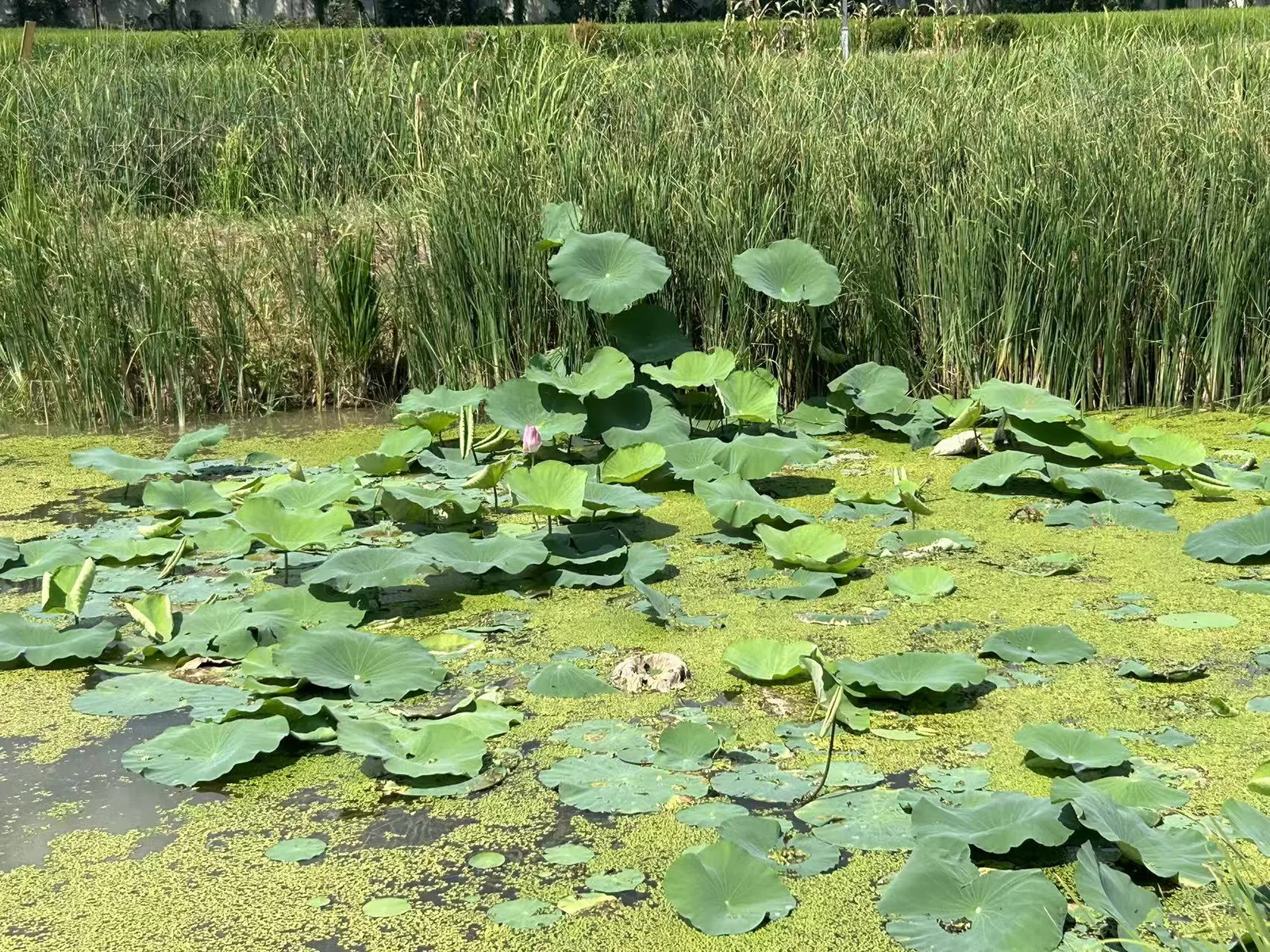 一片湿地水塘,水面漂浮着大片荷叶与绿色浮萍,岸边生长着茂密的芦苇状水生植物。
