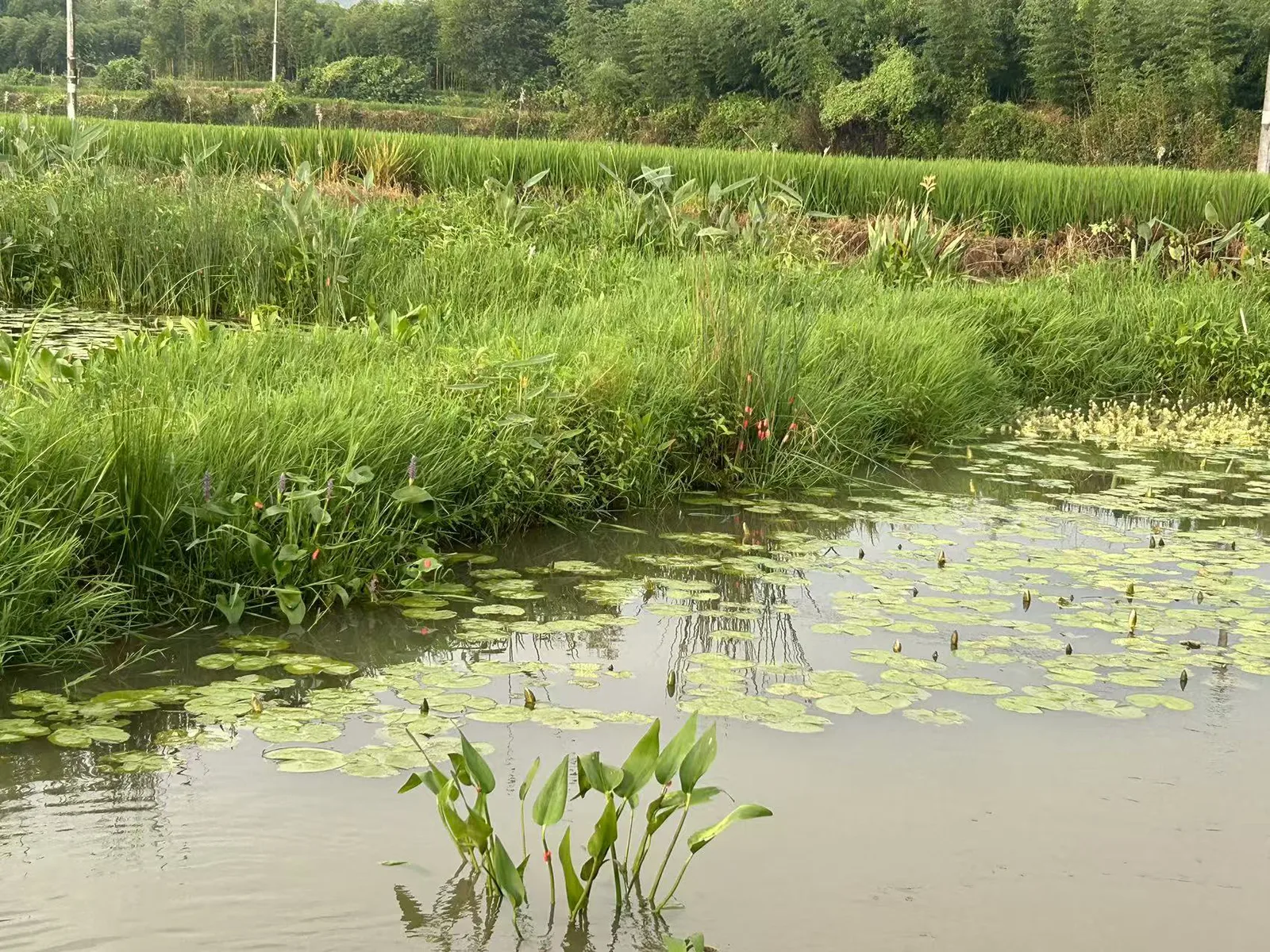 一片湿地水塘,水面漂浮着圆叶水生植物,岸边长着高高的水生禾草和几株开红色花穗的植物,远处是稻田与树林。